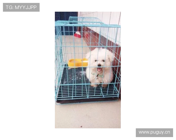 李小鹏家的狗吃的都比我一个月工资多